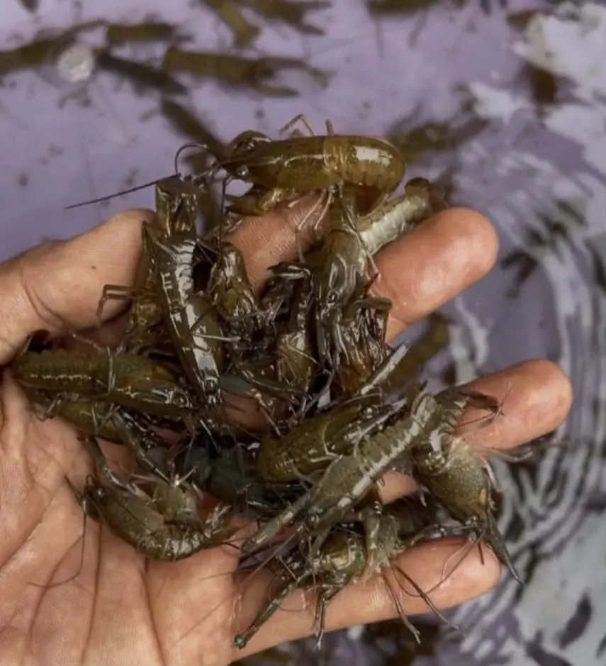 Benih Lobster Air Tawar - foto 4