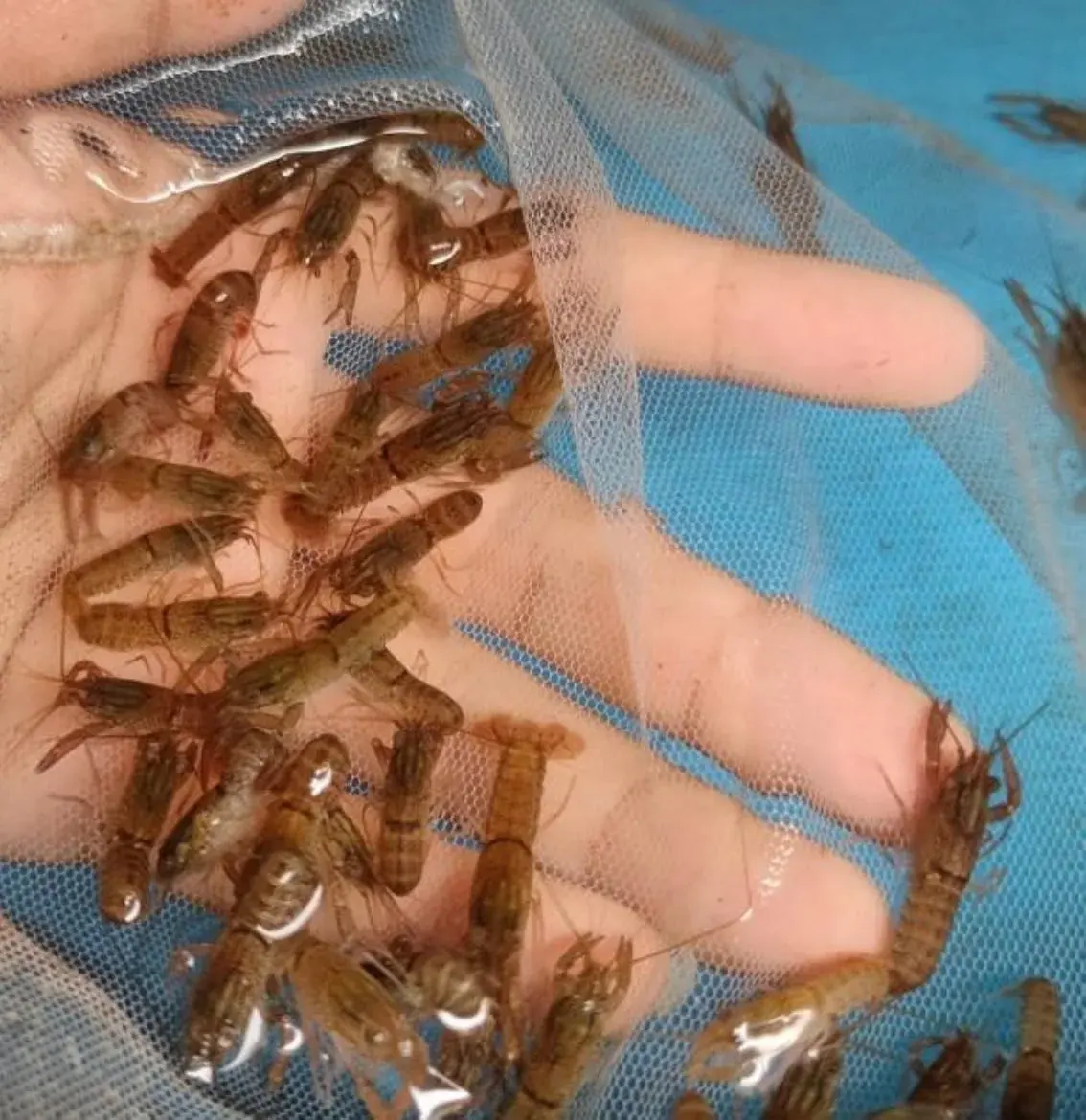 Benih Lobster Air Tawar - foto 5