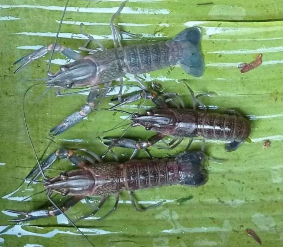 Benih Lobster Air Tawar - foto 3
