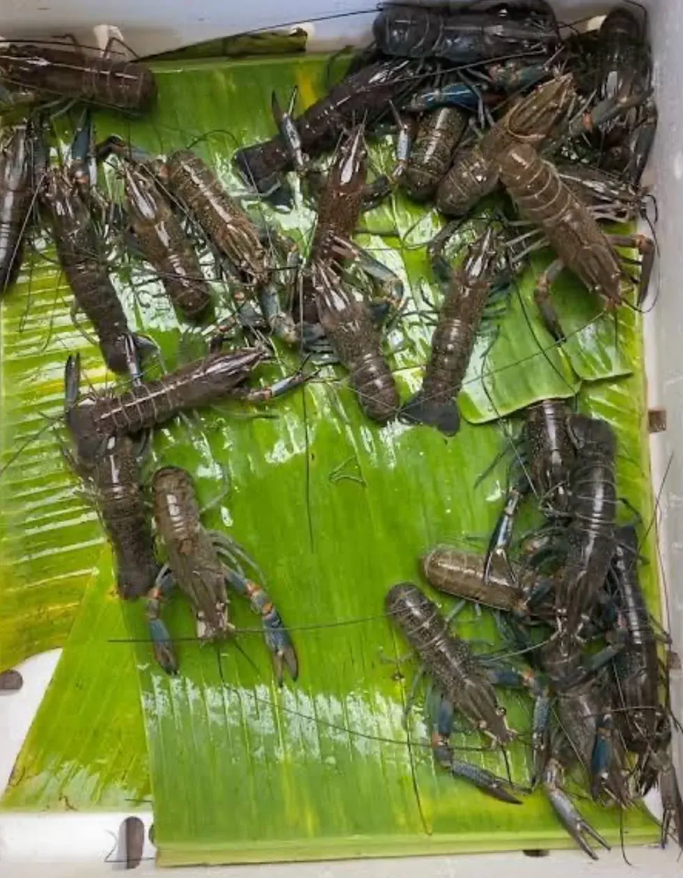 Benih Lobster Air Tawar - foto 6