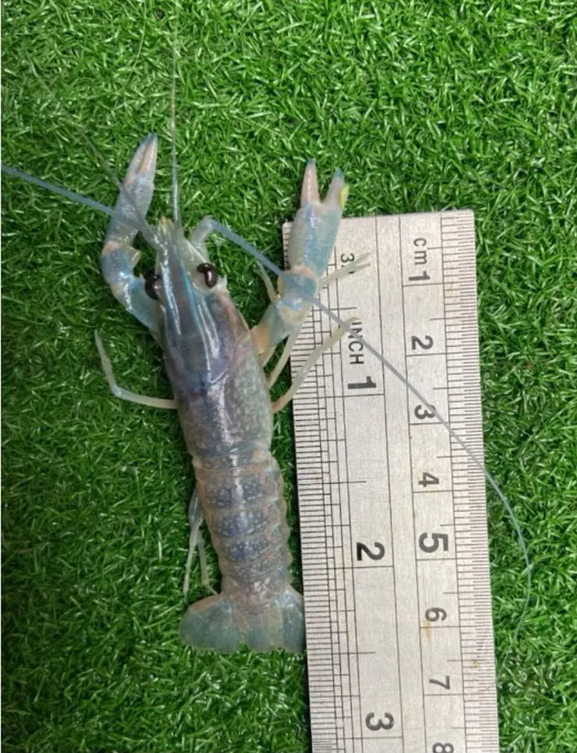 Benih Lobster Air Tawar - foto 2