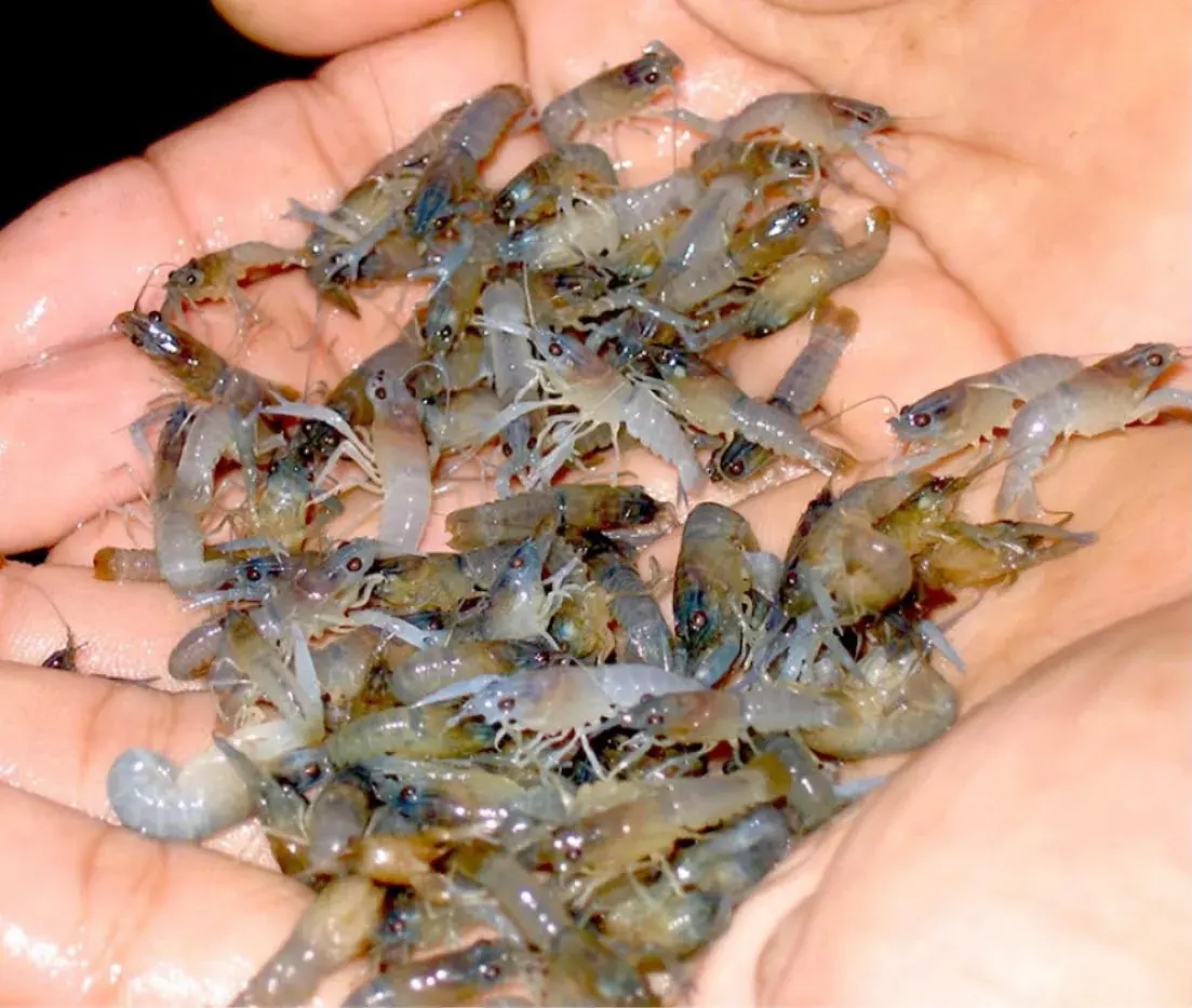 Benih Lobster Air Tawar