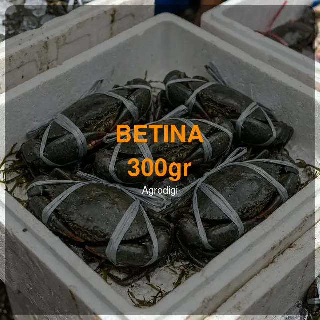 Kepiting Bakau Betina 300gr