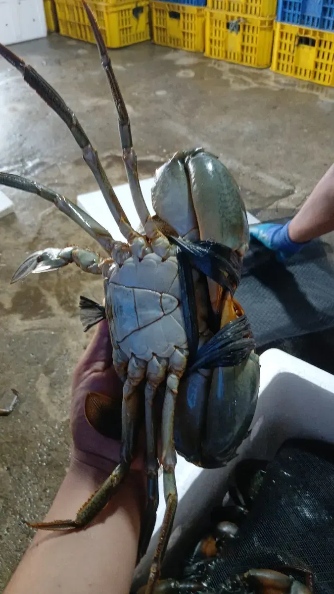 Kepiting Bakau Jantan - foto 7