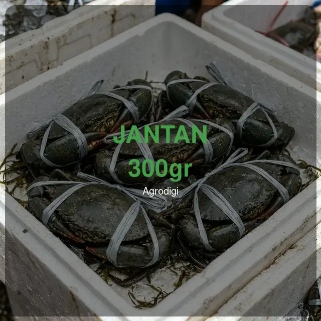 Kepiting Bakau Jantan 300gr