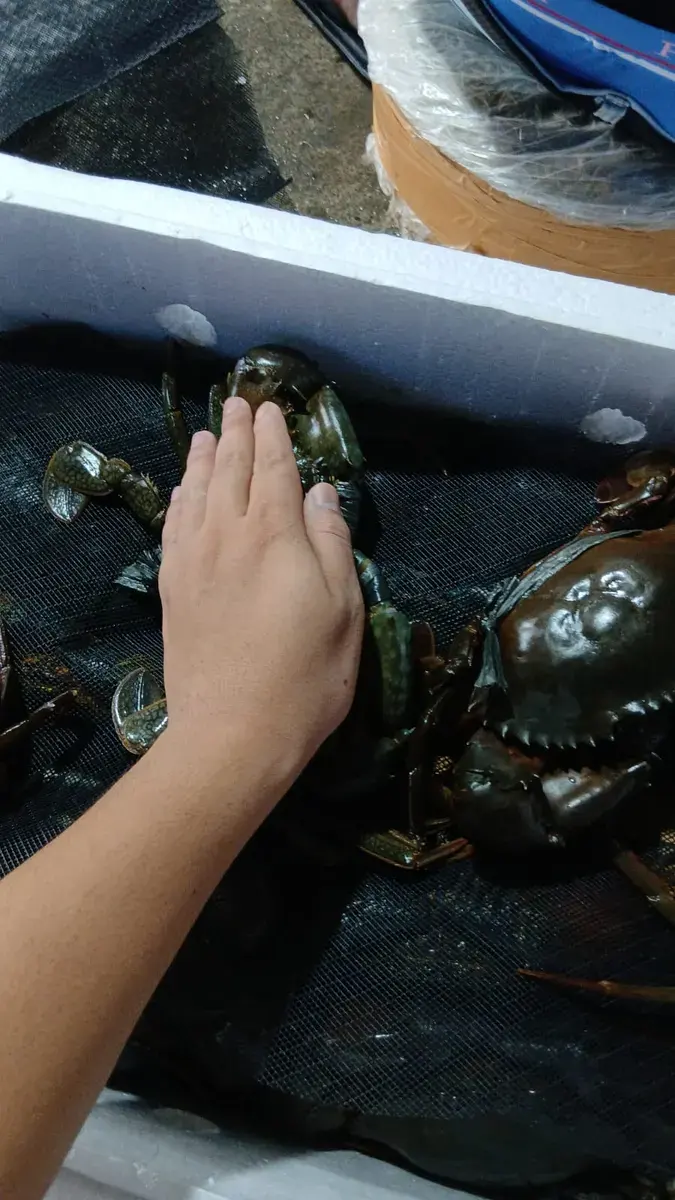 Kepiting Bakau Jantan - foto 9