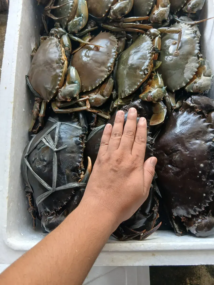 Kepiting Bakau Jantan - foto 8
