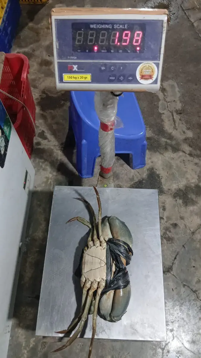 Kepiting Bakau Jantan - foto 6