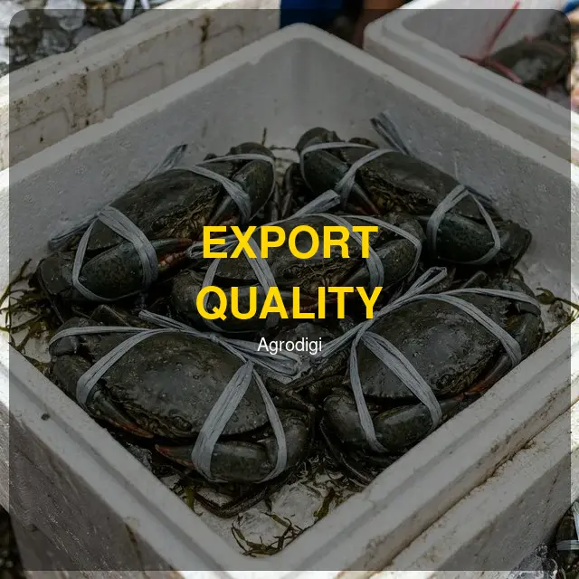 Kepiting Premium (Export Quality)